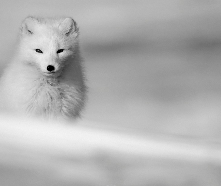 Arctic Fox Iniciative